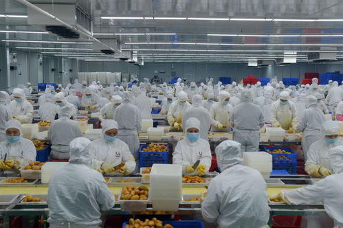 因勢(shì)利導(dǎo)貫通產(chǎn)加銷 深百協(xié)作共建農(nóng)業(yè)產(chǎn)業(yè)化 技術(shù)服務(wù)新格局